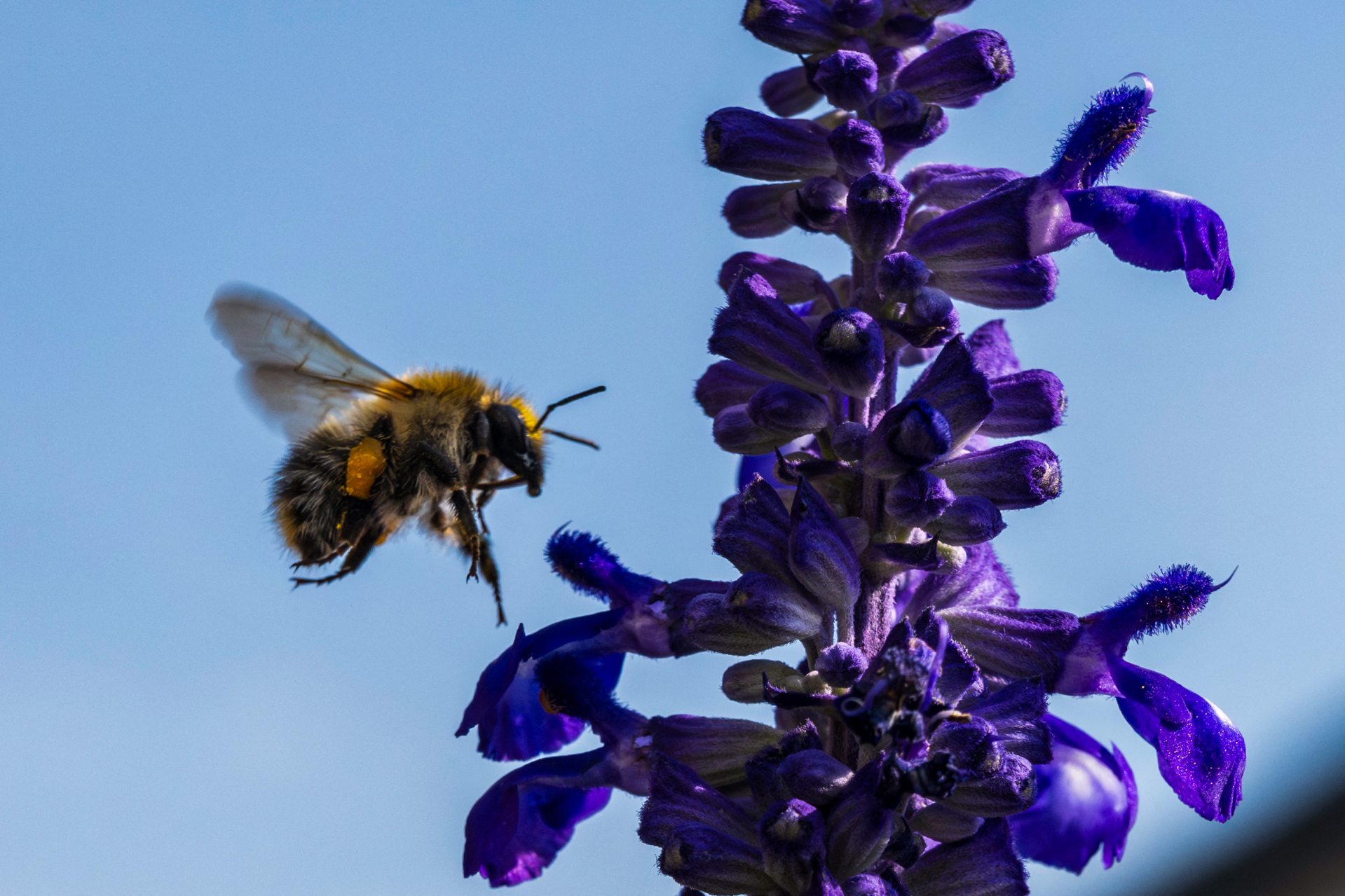 Dongó / fotó: PETER KNEFFEL / DPA / dpa Picture-Alliance via AFP Dongó / fotó: PETER KNEFFEL / DPA / dpa Picture-Alliance via AFP